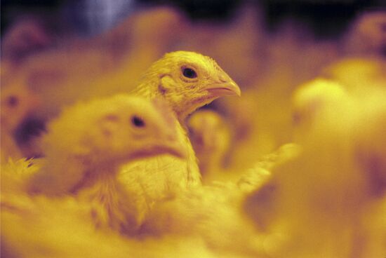 Experimental breeding farm at Poultry Research Institute
