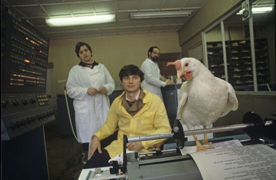 Experimental breeding farm at Poultry Research Institute
