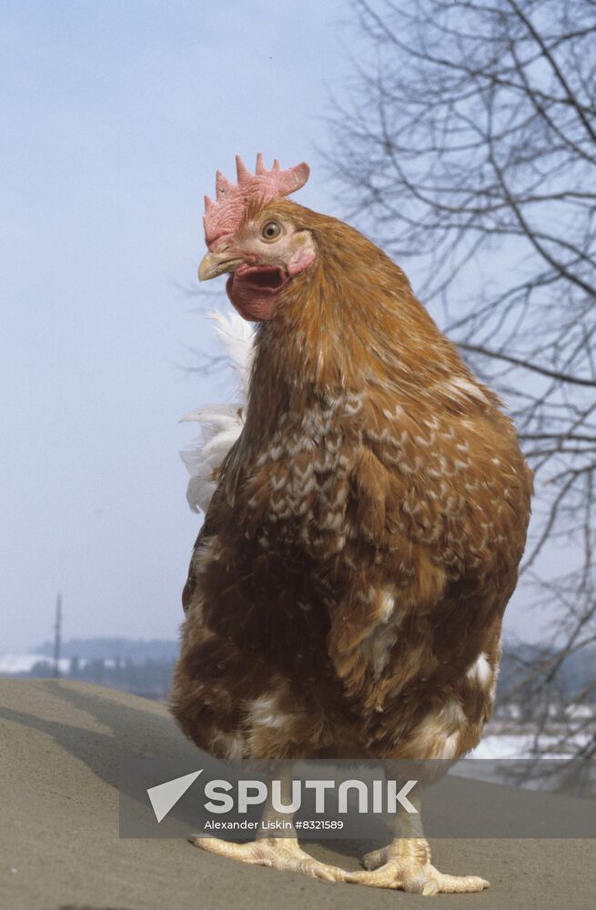 Experimental breeding farm at Poultry Research Institute