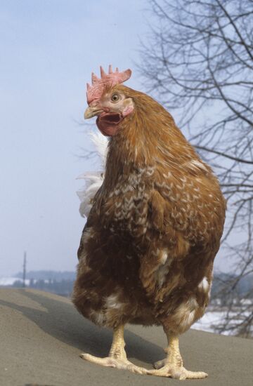 Experimental breeding farm at Poultry Research Institute