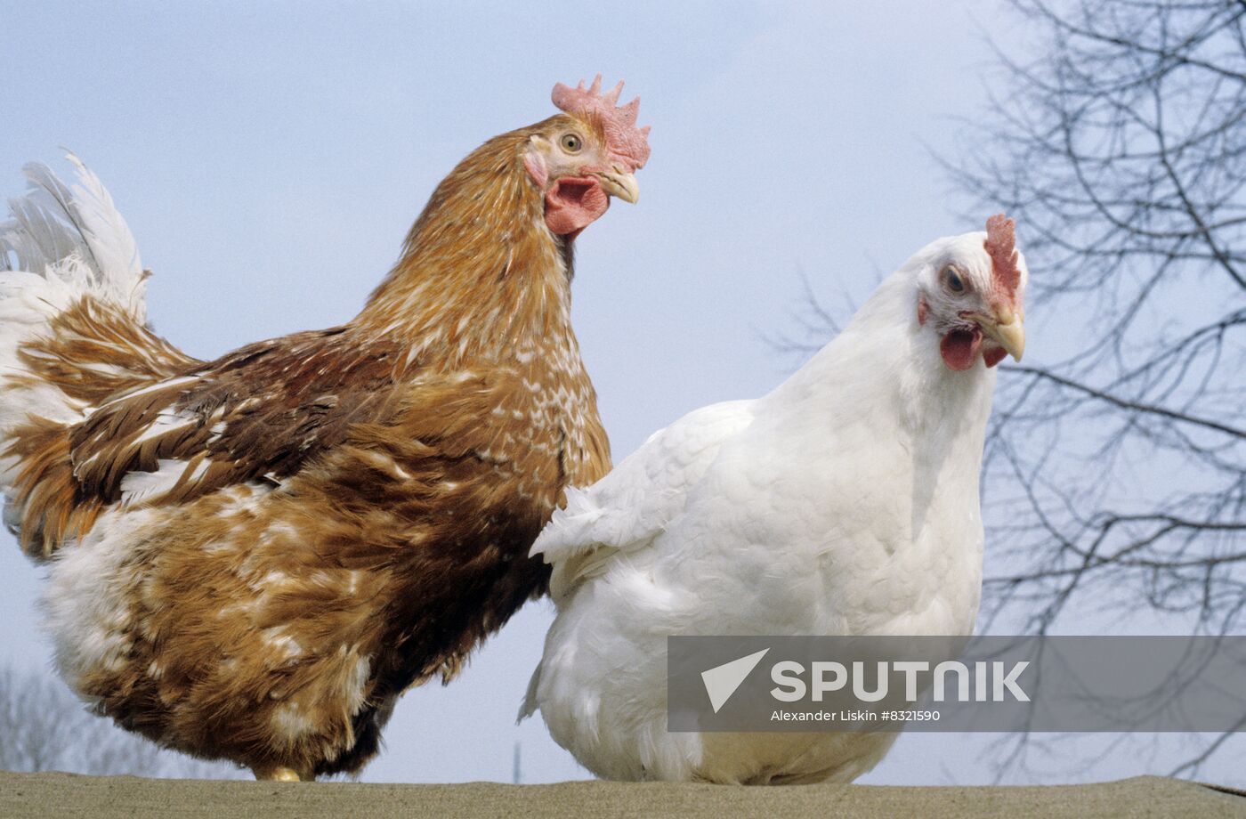 Experimental breeding farm at Poultry Research Institute