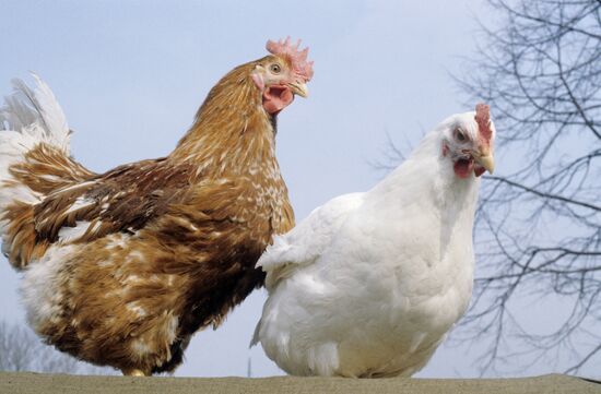 Experimental breeding farm at Poultry Research Institute