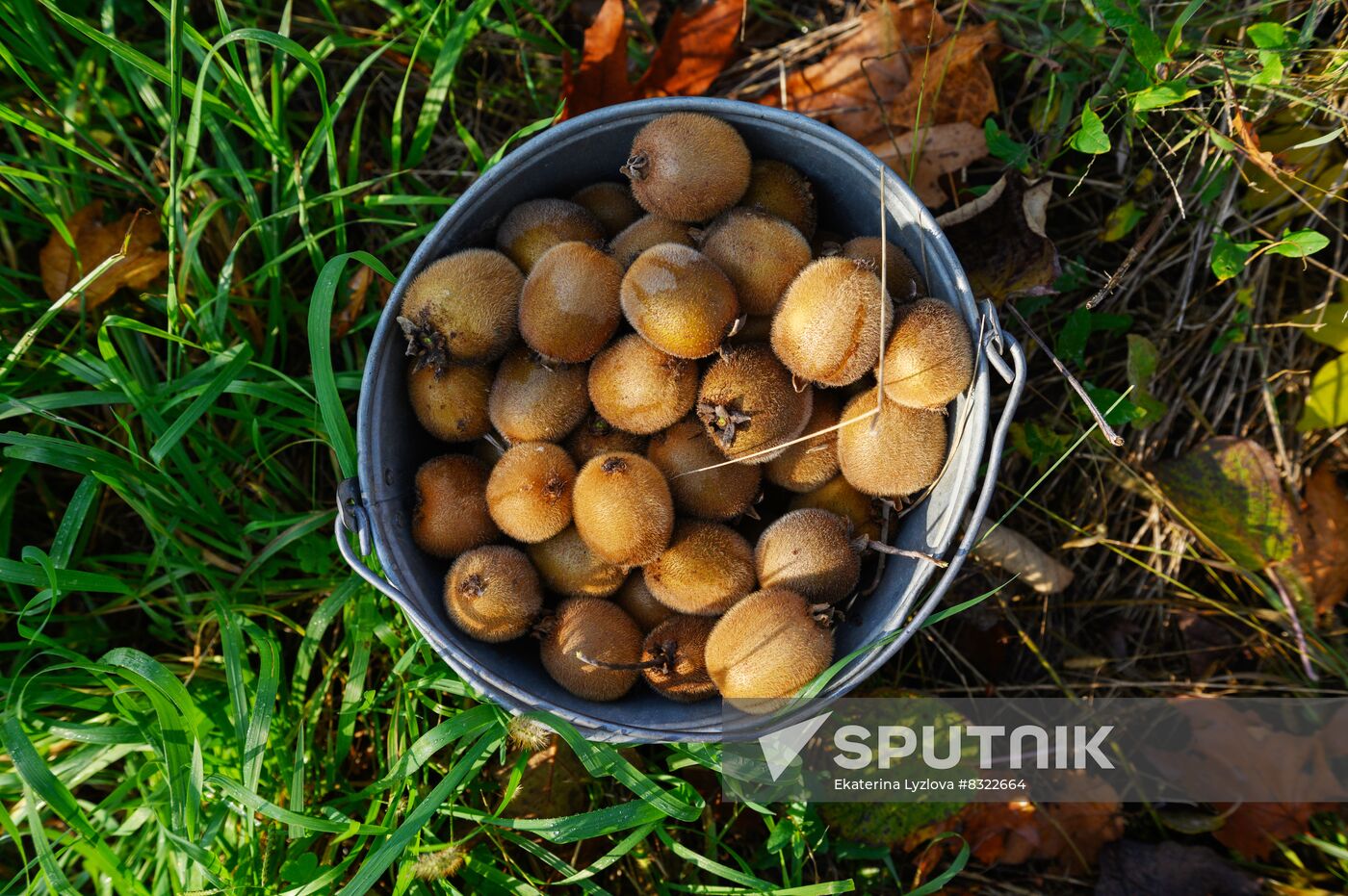 Russia Agriculture Kiwi Fruit Harvesting