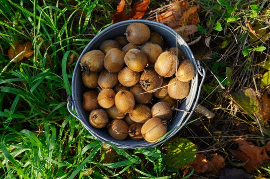 Russia Agriculture Kiwi Fruit Harvesting