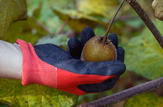 Russia Agriculture Kiwi Fruit Harvesting