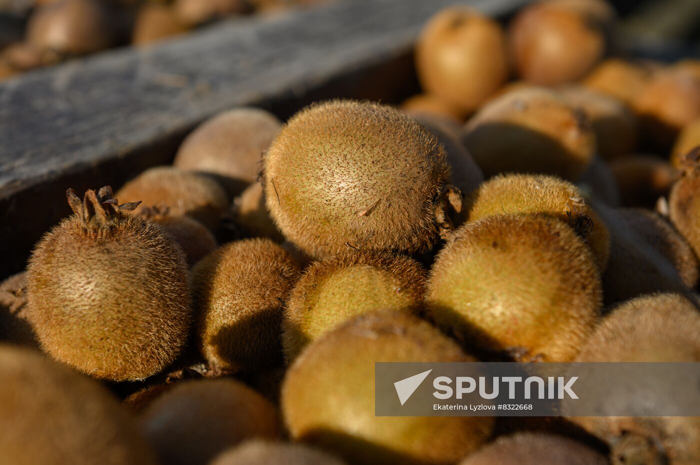 Russia Agriculture Kiwi Fruit Harvesting