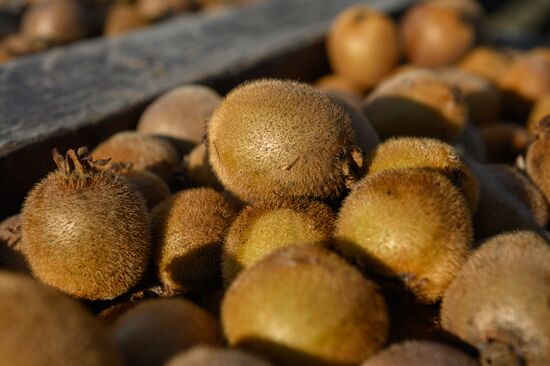 Russia Agriculture Kiwi Fruit Harvesting