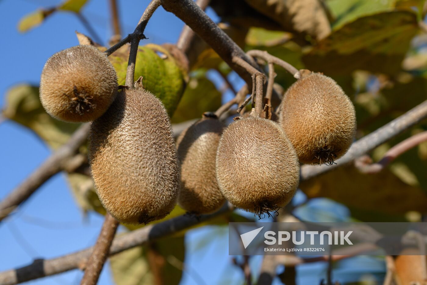 Russia Agriculture Kiwi Fruit Harvesting