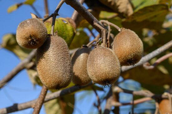 Russia Agriculture Kiwi Fruit Harvesting