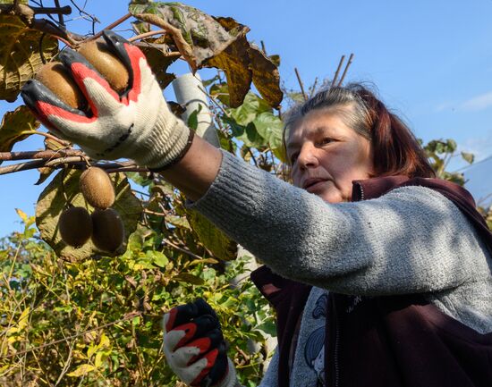 Russia Agriculture Kiwi Fruit Harvesting