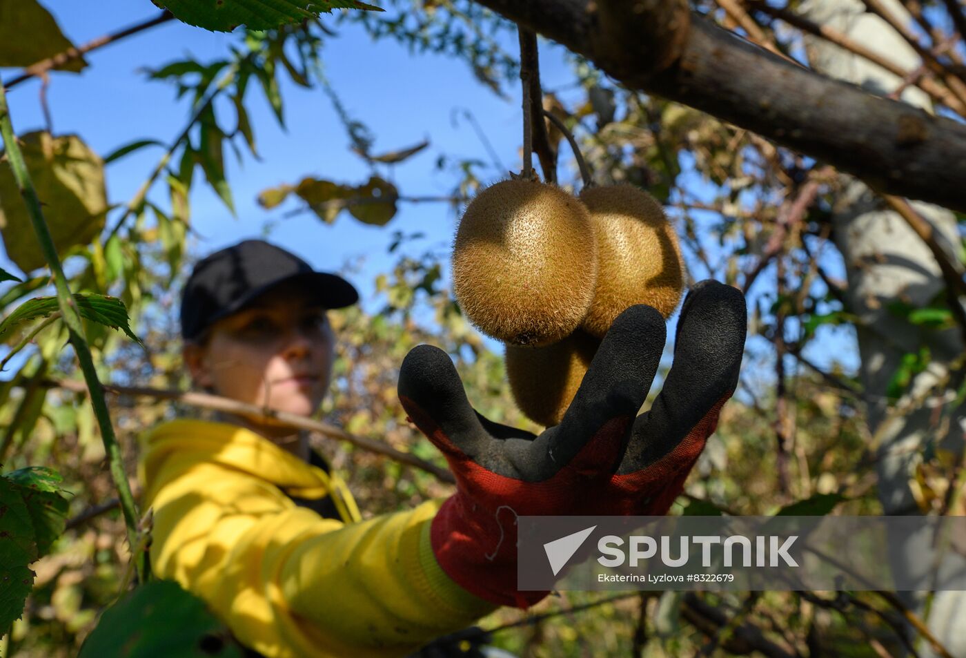 Russia Agriculture Kiwi Fruit Harvesting