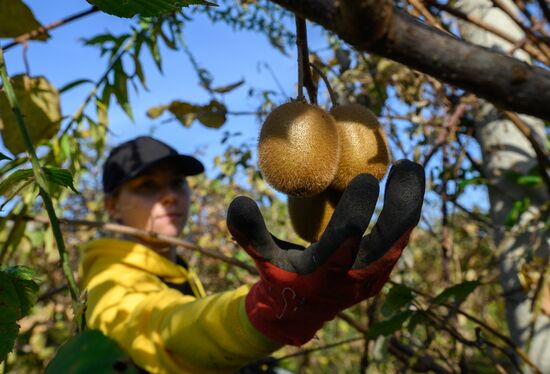 Russia Agriculture Kiwi Fruit Harvesting