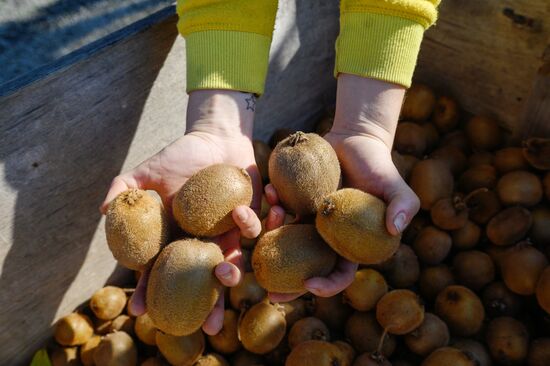 Russia Agriculture Kiwi Fruit Harvesting