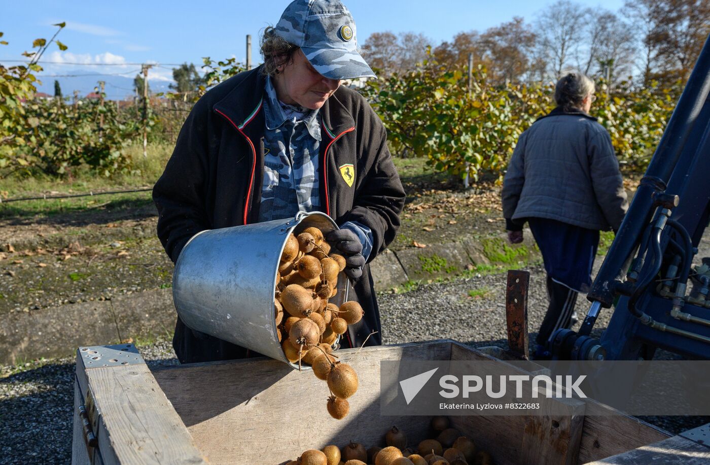 Russia Agriculture Kiwi Fruit Harvesting