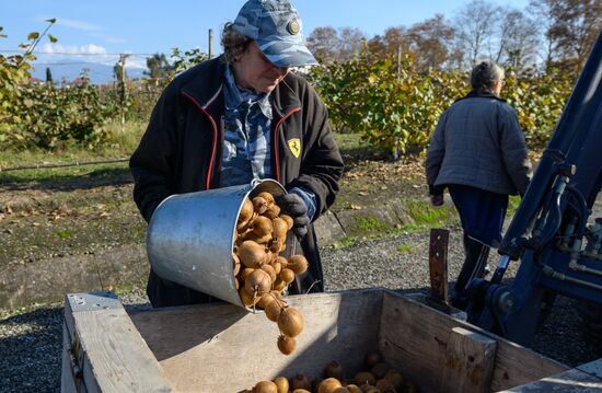 Russia Agriculture Kiwi Fruit Harvesting