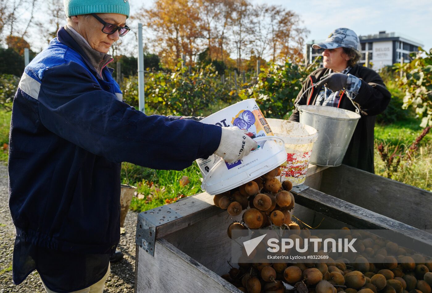 Russia Agriculture Kiwi Fruit Harvesting