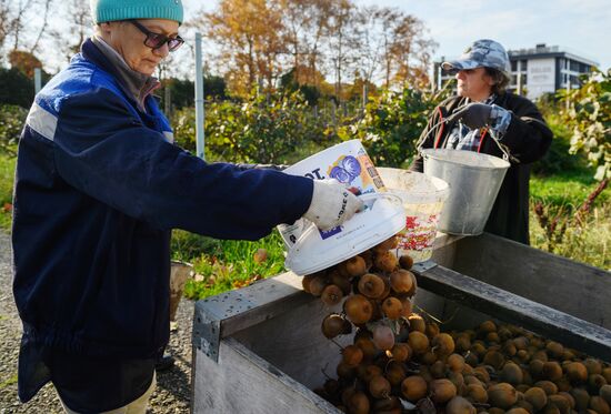 Russia Agriculture Kiwi Fruit Harvesting