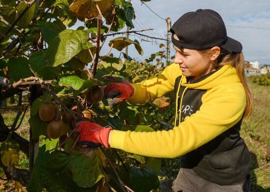 Russia Agriculture Kiwi Fruit Harvesting