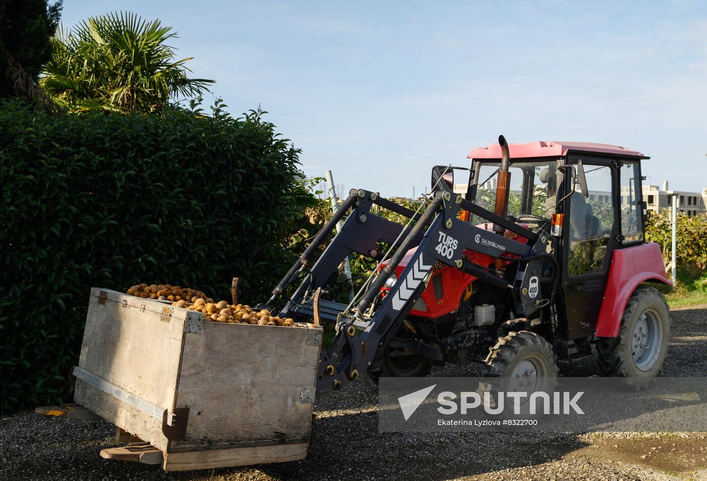 Russia Agriculture Kiwi Fruit Harvesting