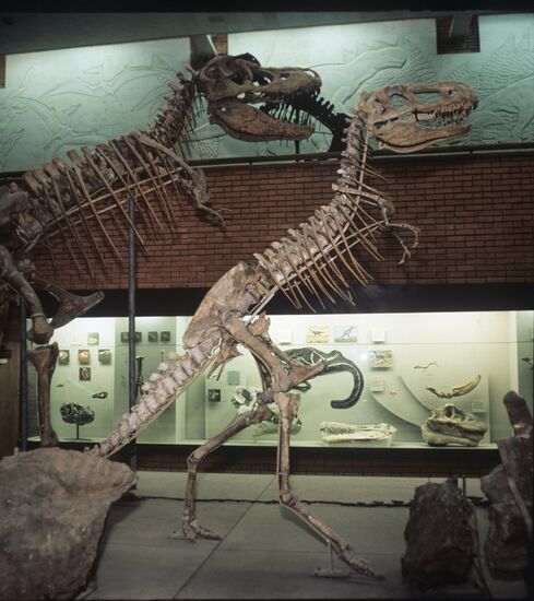 Paleonthology Museum in Moscow