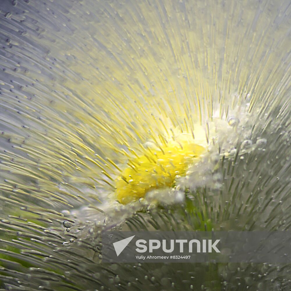 High-resolution photos of flowers frozen in water
