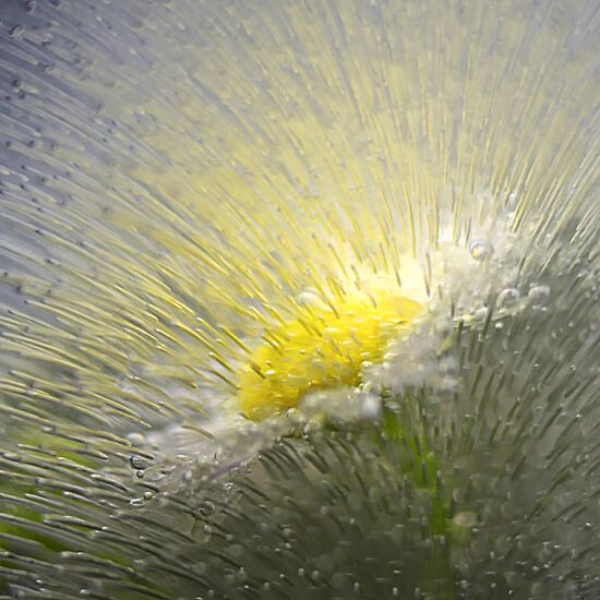 High-resolution photos of flowers frozen in water