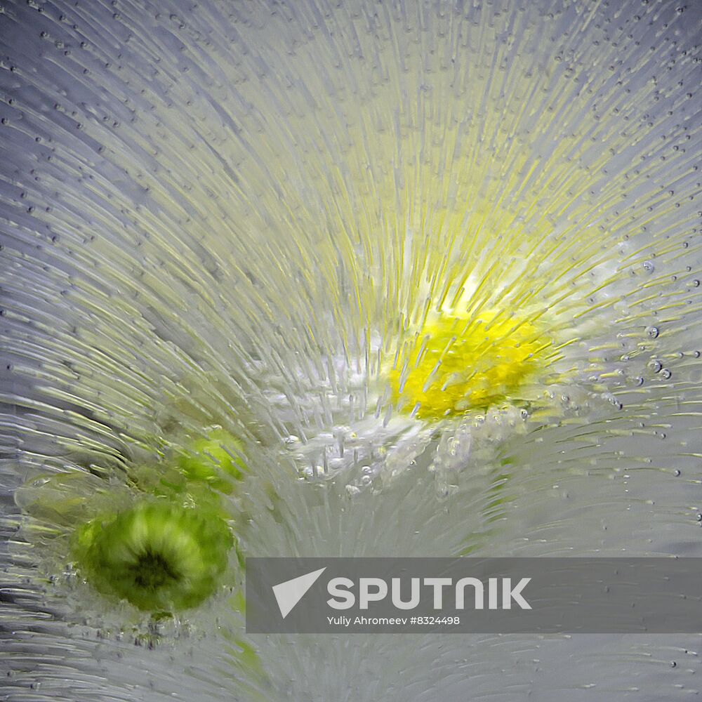 High-resolution photos of flowers frozen in water