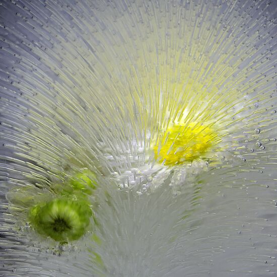 High-resolution photos of flowers frozen in water