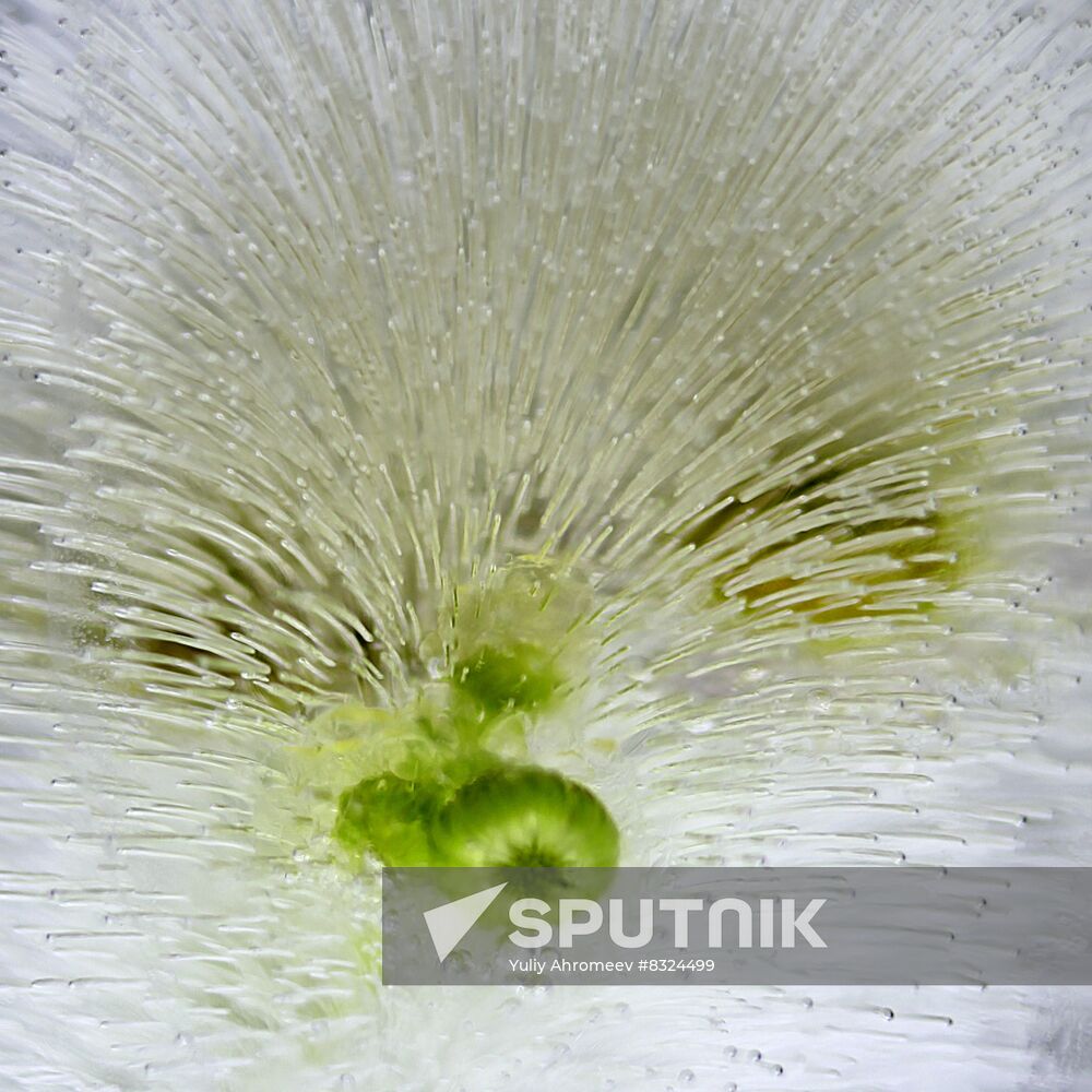 High-resolution photos of flowers frozen in water
