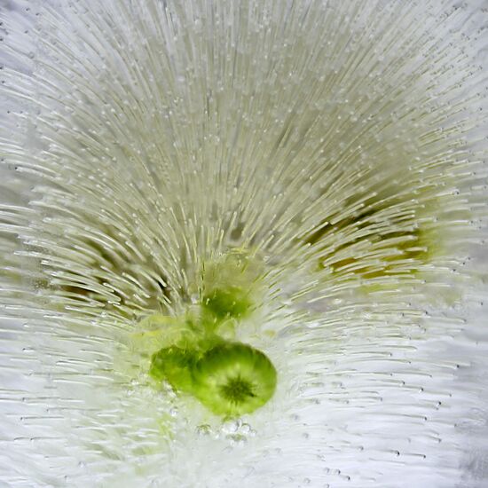 High-resolution photos of flowers frozen in water