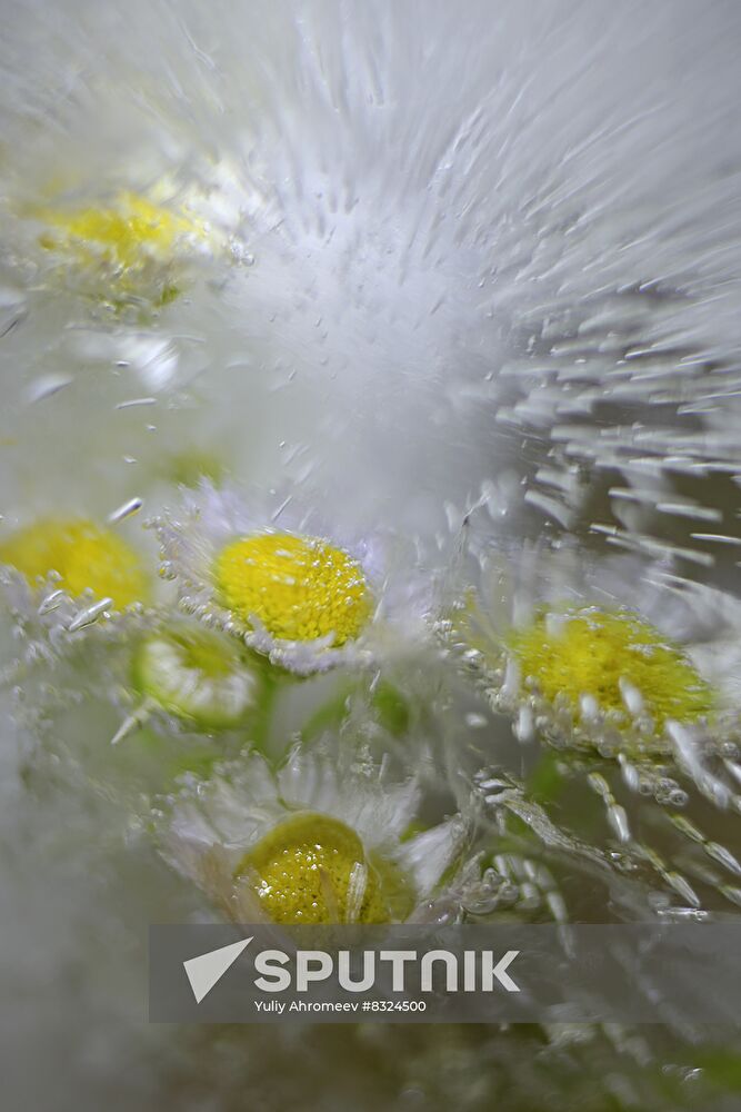 High-resolution photos of flowers frozen in water