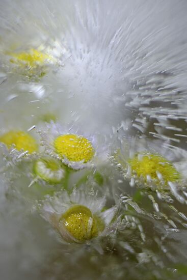 High-resolution photos of flowers frozen in water
