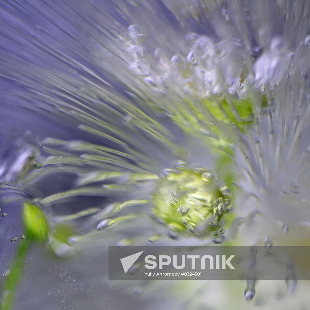 High-resolution photos of flowers frozen in water