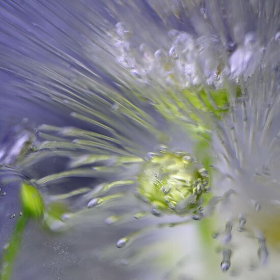 High-resolution photos of flowers frozen in water