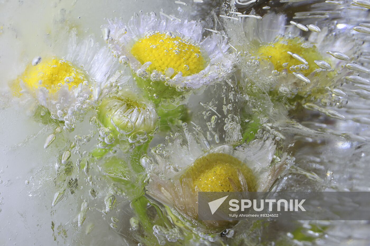 High-resolution photos of flowers frozen in water