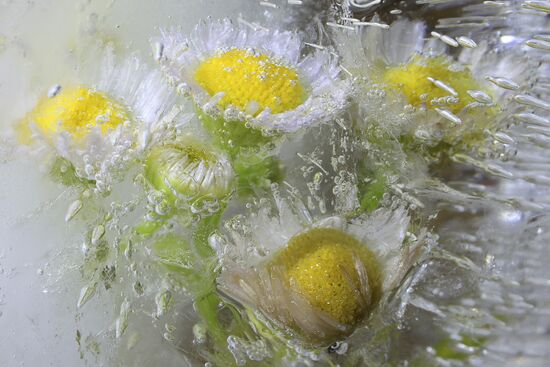 High-resolution photos of flowers frozen in water