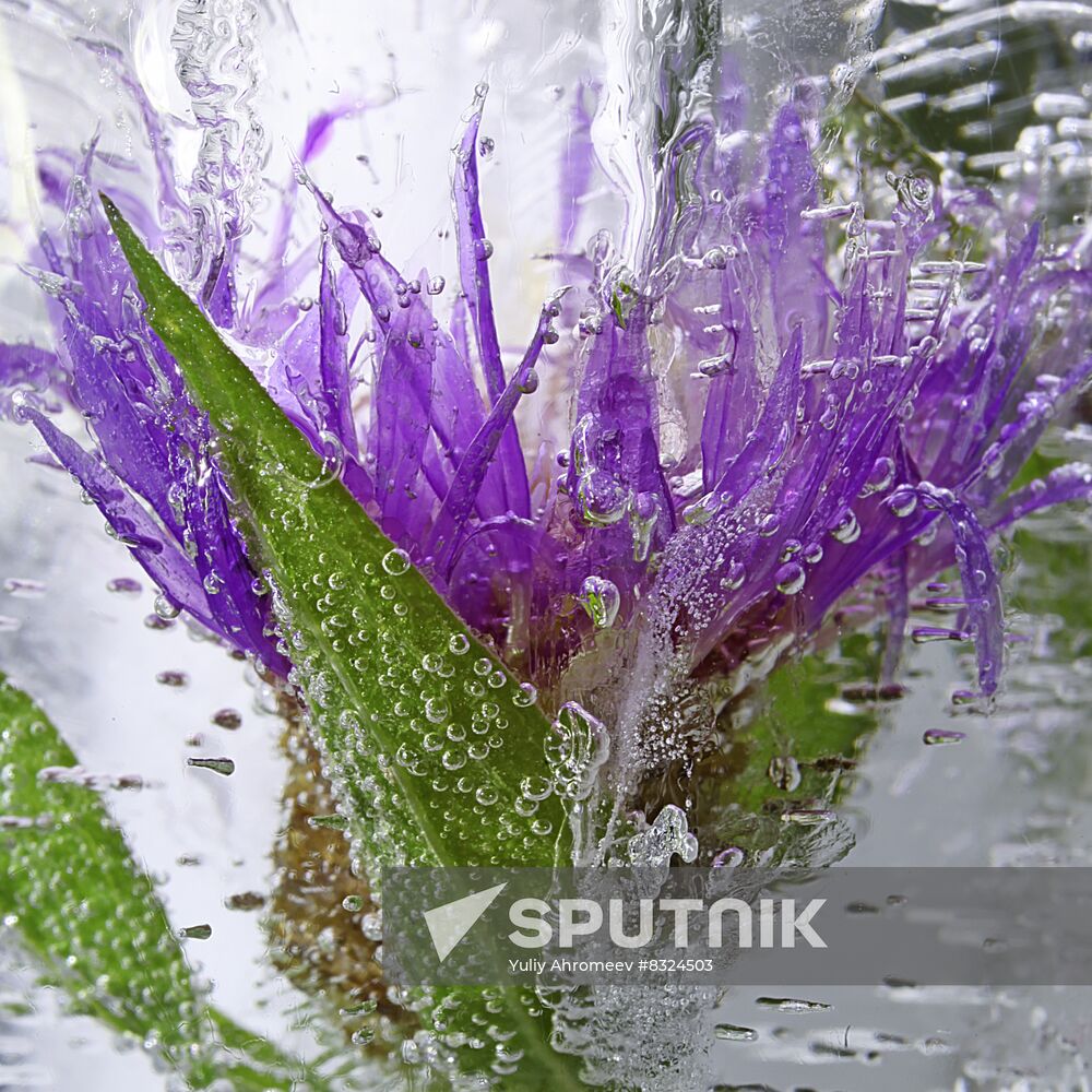 High-resolution photos of flowers frozen in water