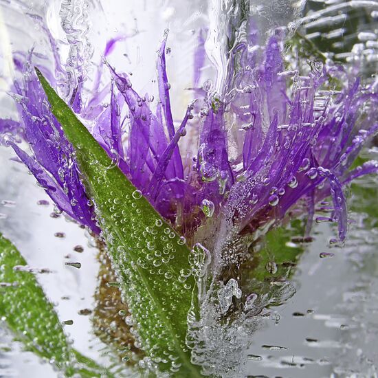 High-resolution photos of flowers frozen in water