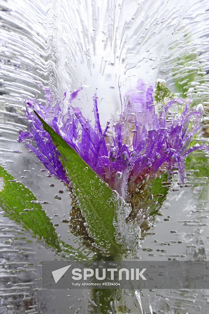 High-resolution photos of flowers frozen in water