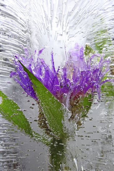 High-resolution photos of flowers frozen in water