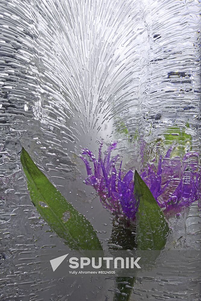 High-resolution photos of flowers frozen in water