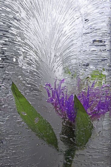 High-resolution photos of flowers frozen in water