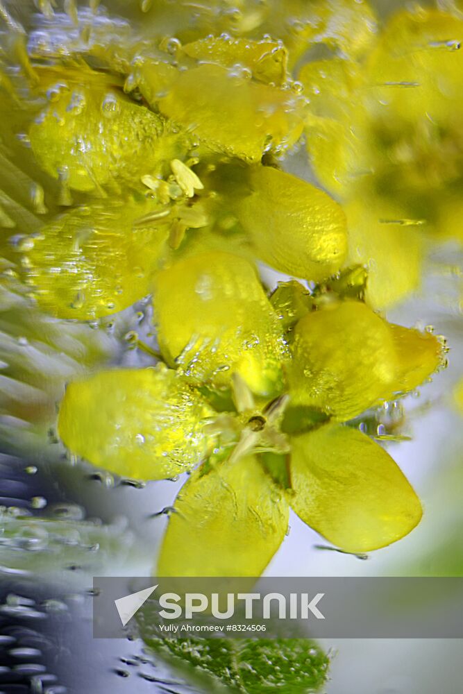 High-resolution photos of flowers frozen in water