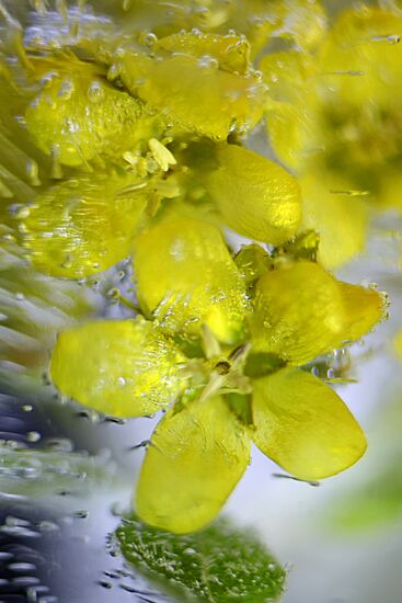 High-resolution photos of flowers frozen in water