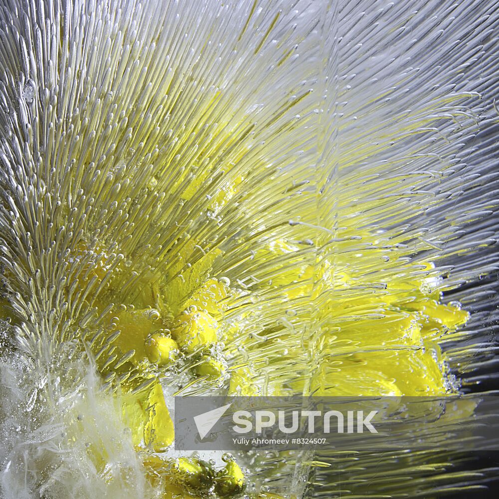 High-resolution photos of flowers frozen in water