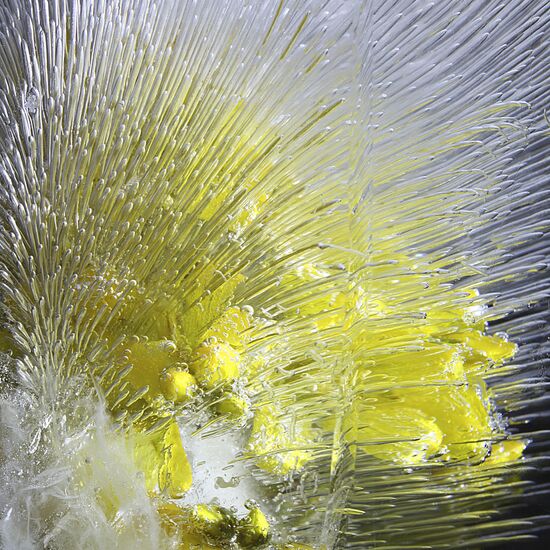 High-resolution photos of flowers frozen in water