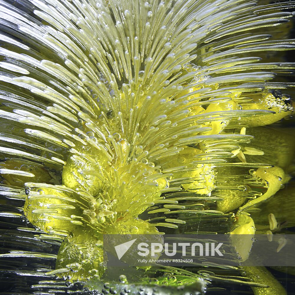 High-resolution photos of flowers frozen in water