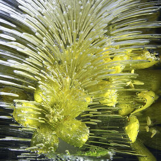 High-resolution photos of flowers frozen in water