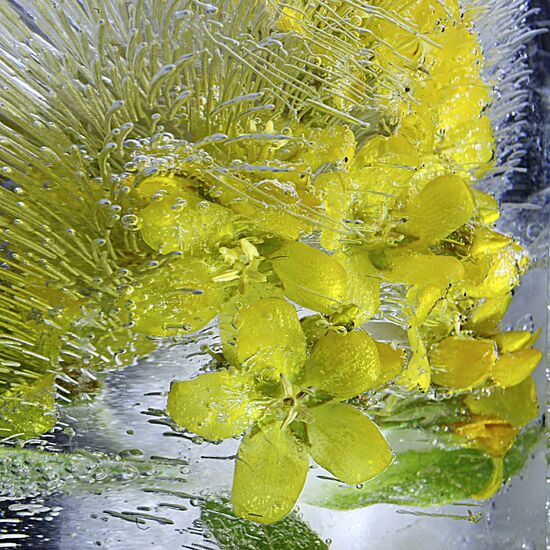 High-resolution photos of flowers frozen in water