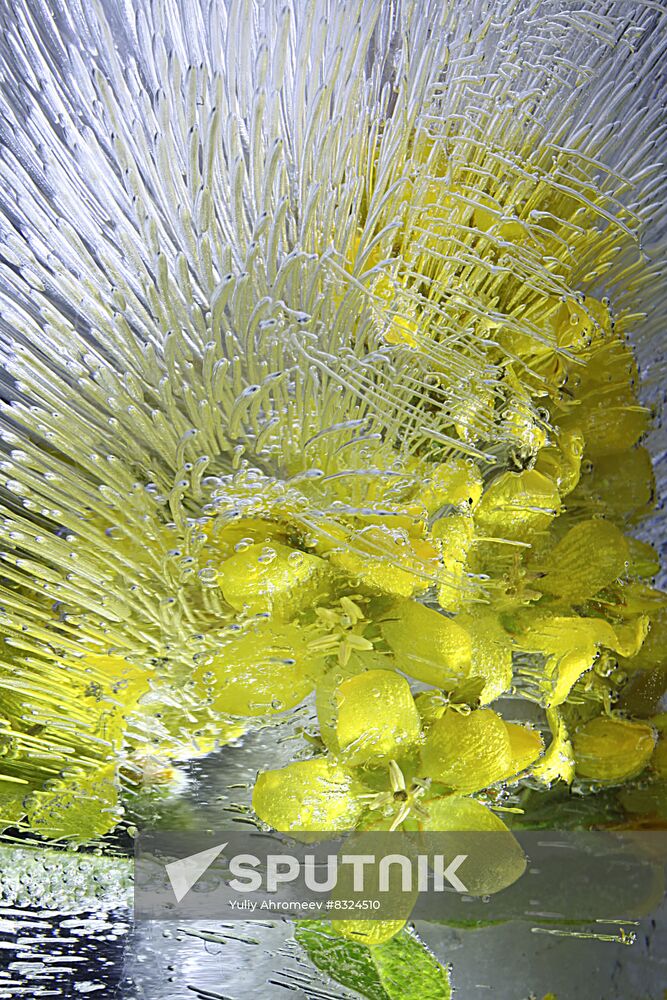 High-resolution photos of flowers frozen in water